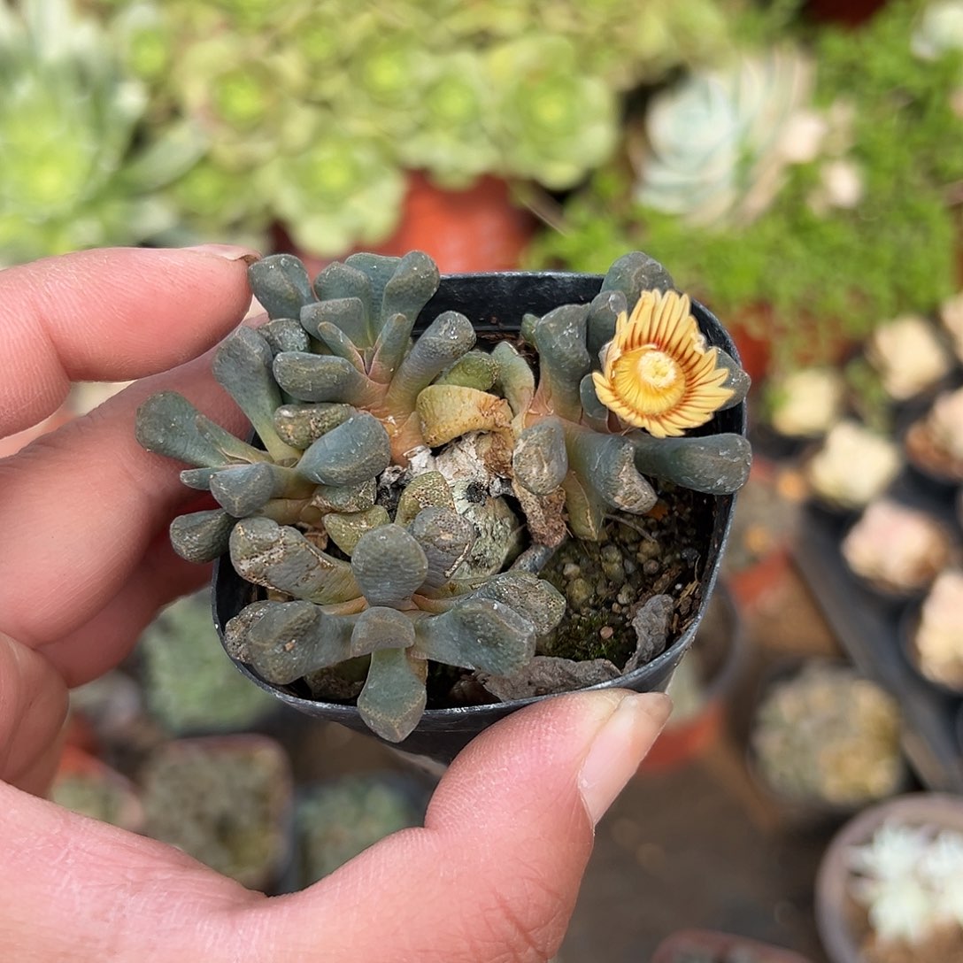 多肉植物多肉植物