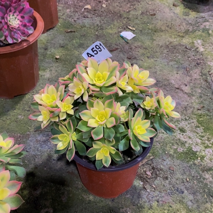 艳日辉多肉植物591