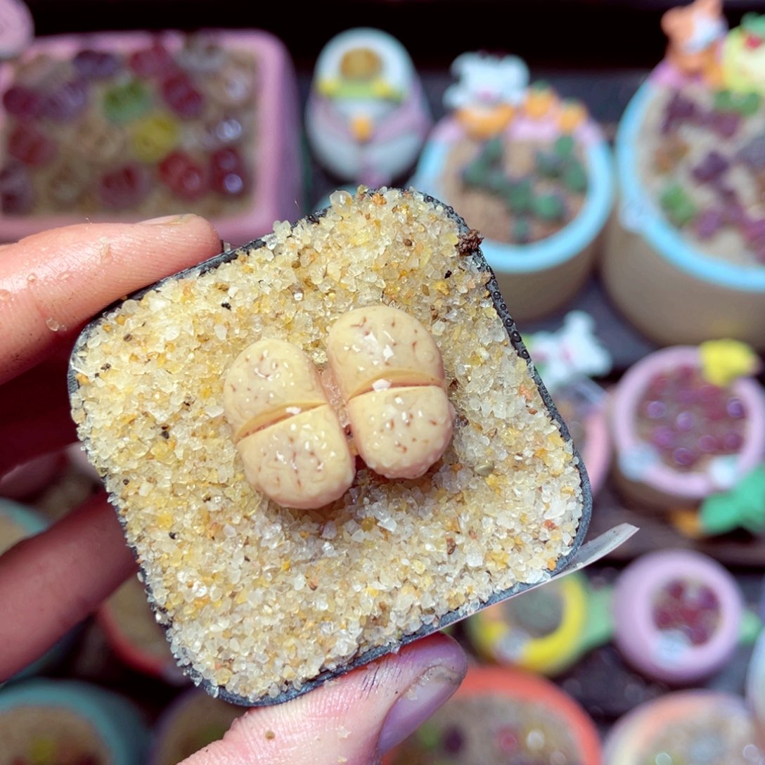 183生石花带盆发1