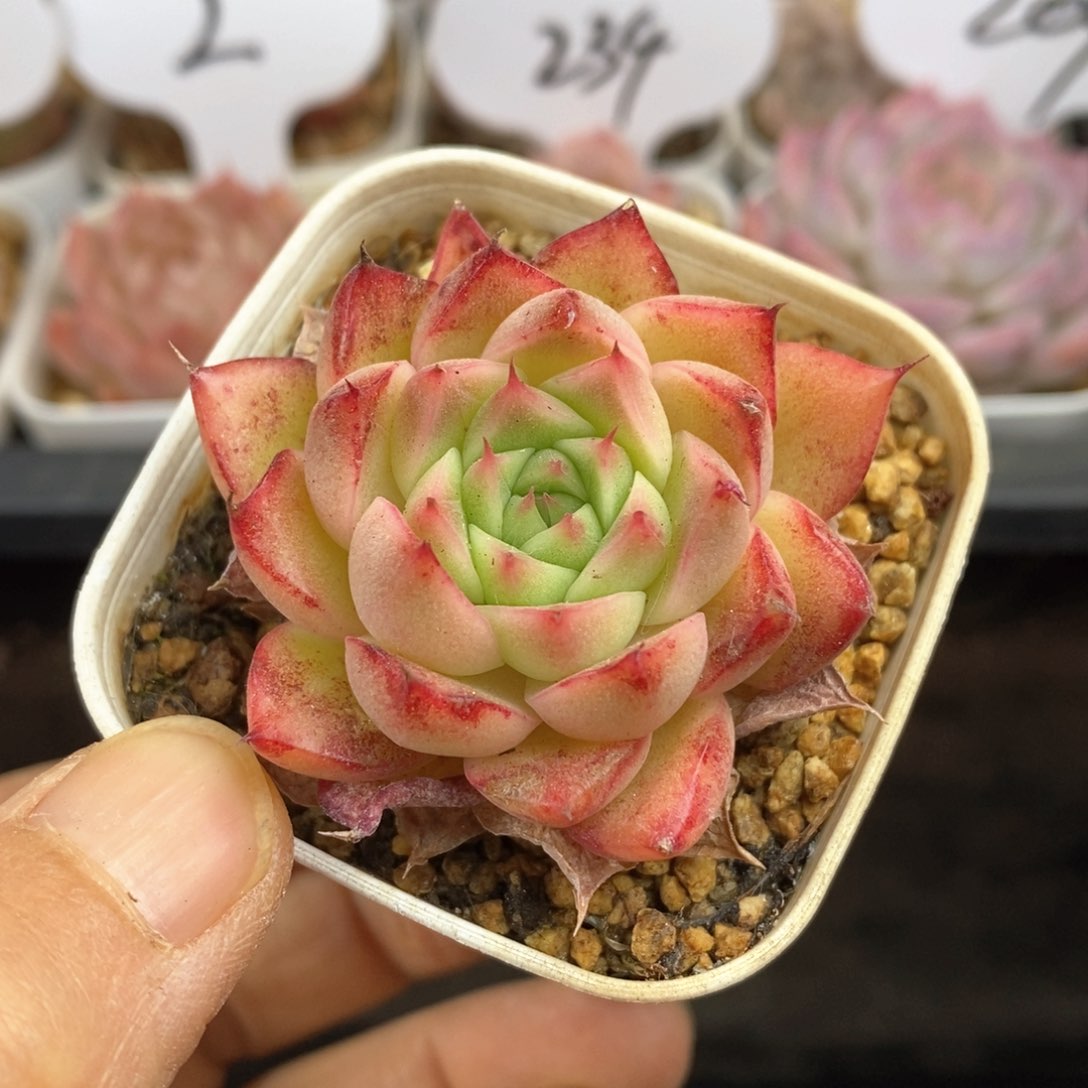 精品多肉一物一拍76