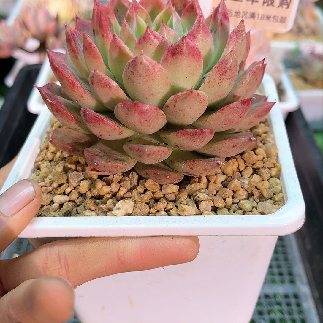 卉森多肉一物一拍编号172