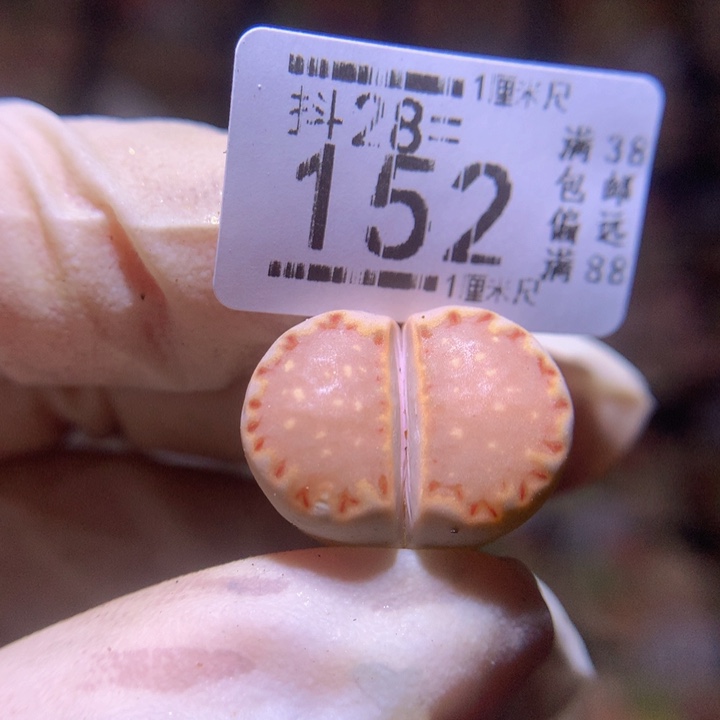 精品生石花28.152