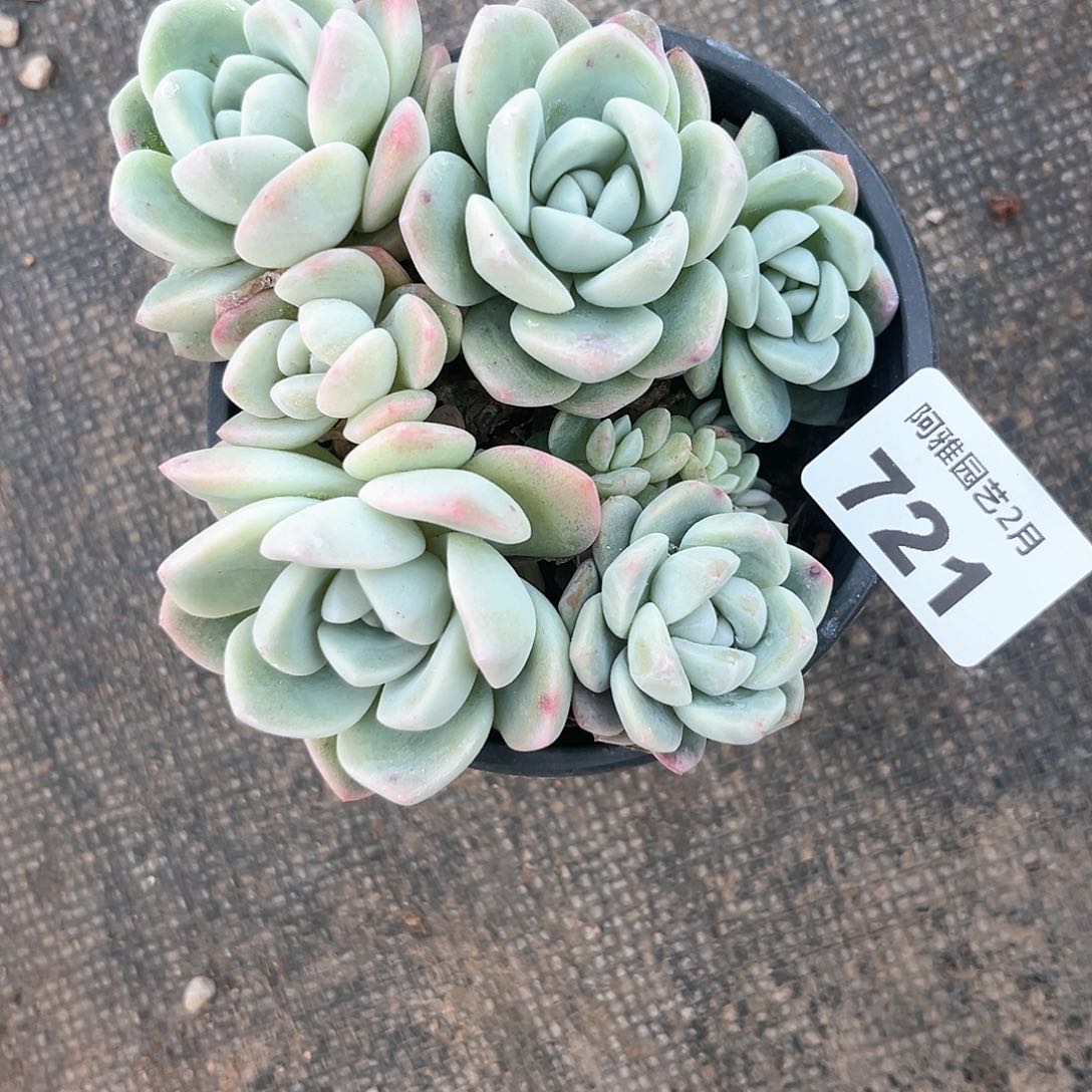 阿雅园艺。   721