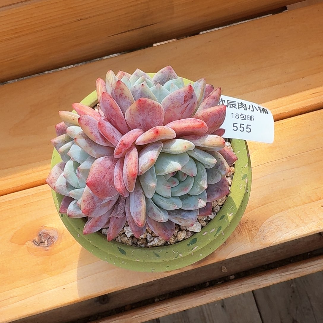 N***?多肉植物橙梦露带盆555