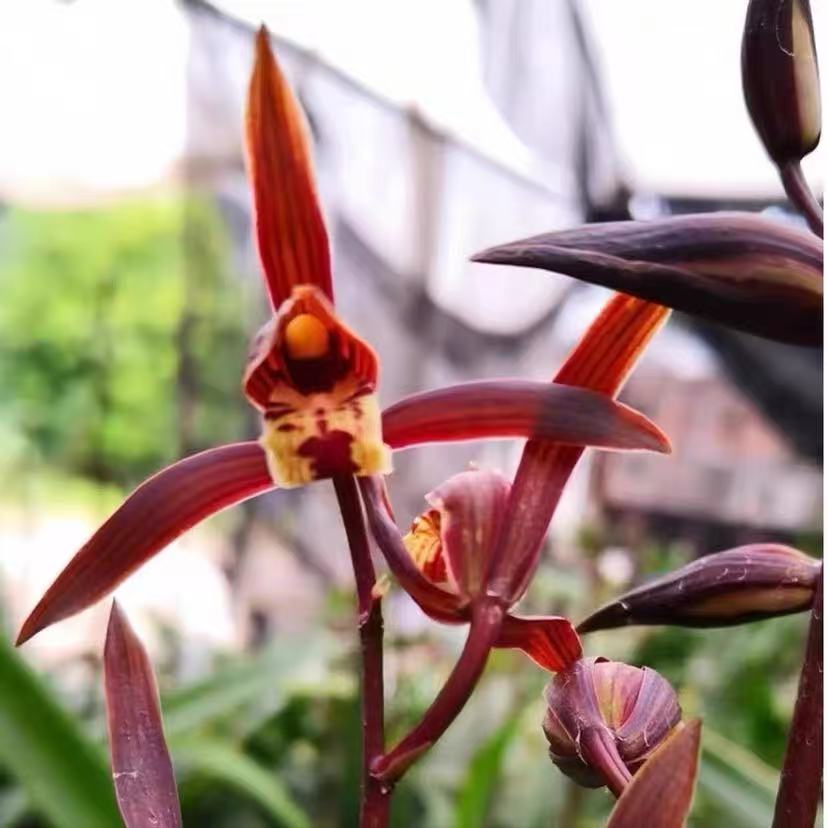 金边墨兰 年宵花兰花浓香型 花期11-3月份自然棚养殖兰花