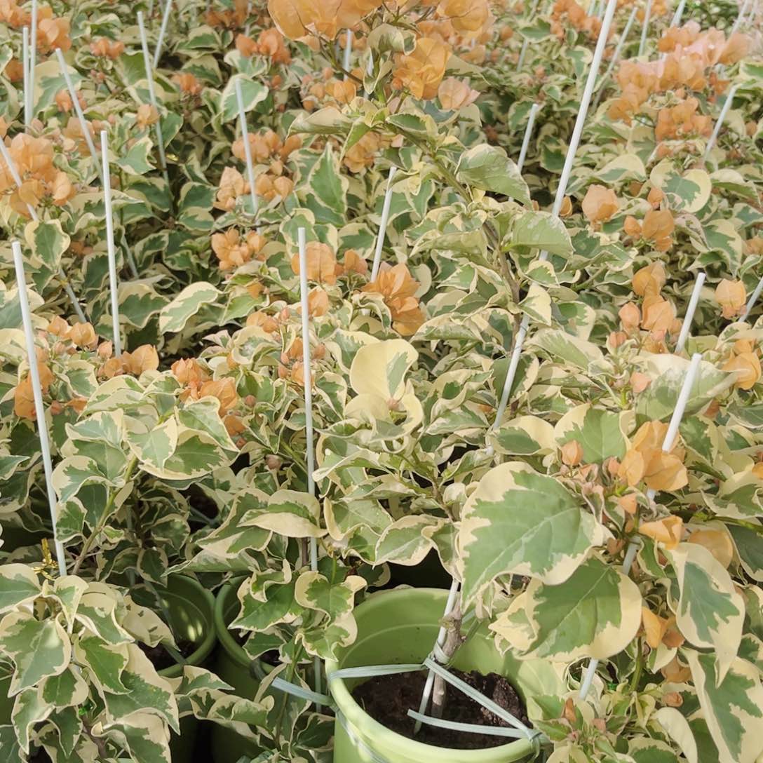 完全开放三角梅三角洲