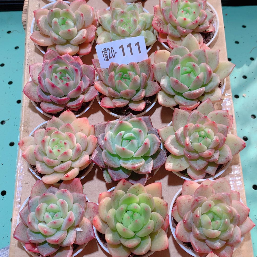 20-111一物一拍多肉带盆18颗