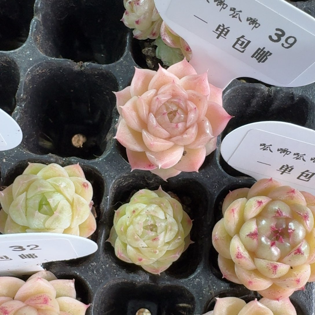 039-麦秆单头一颗