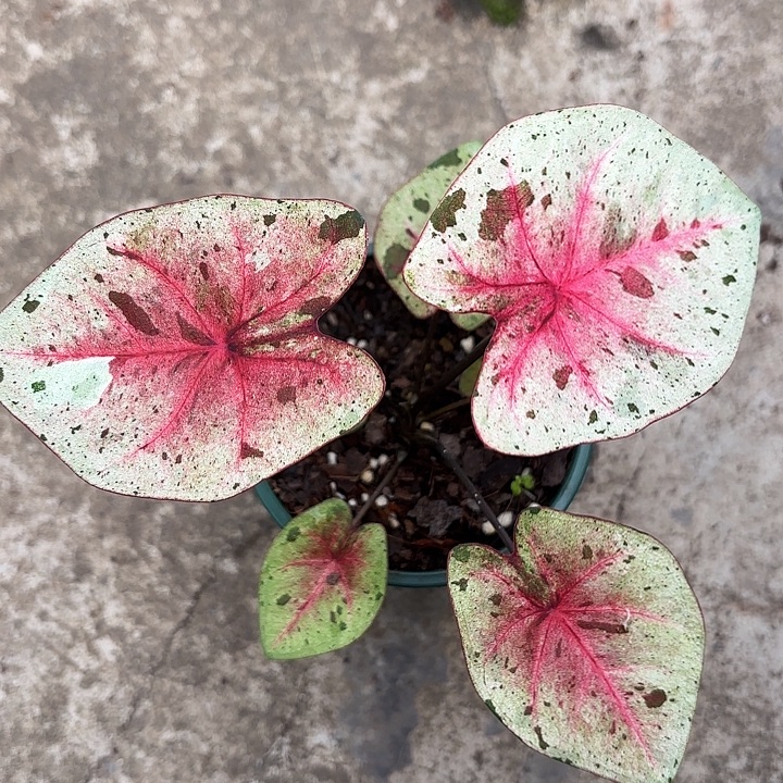 9-1230达摩广东现货