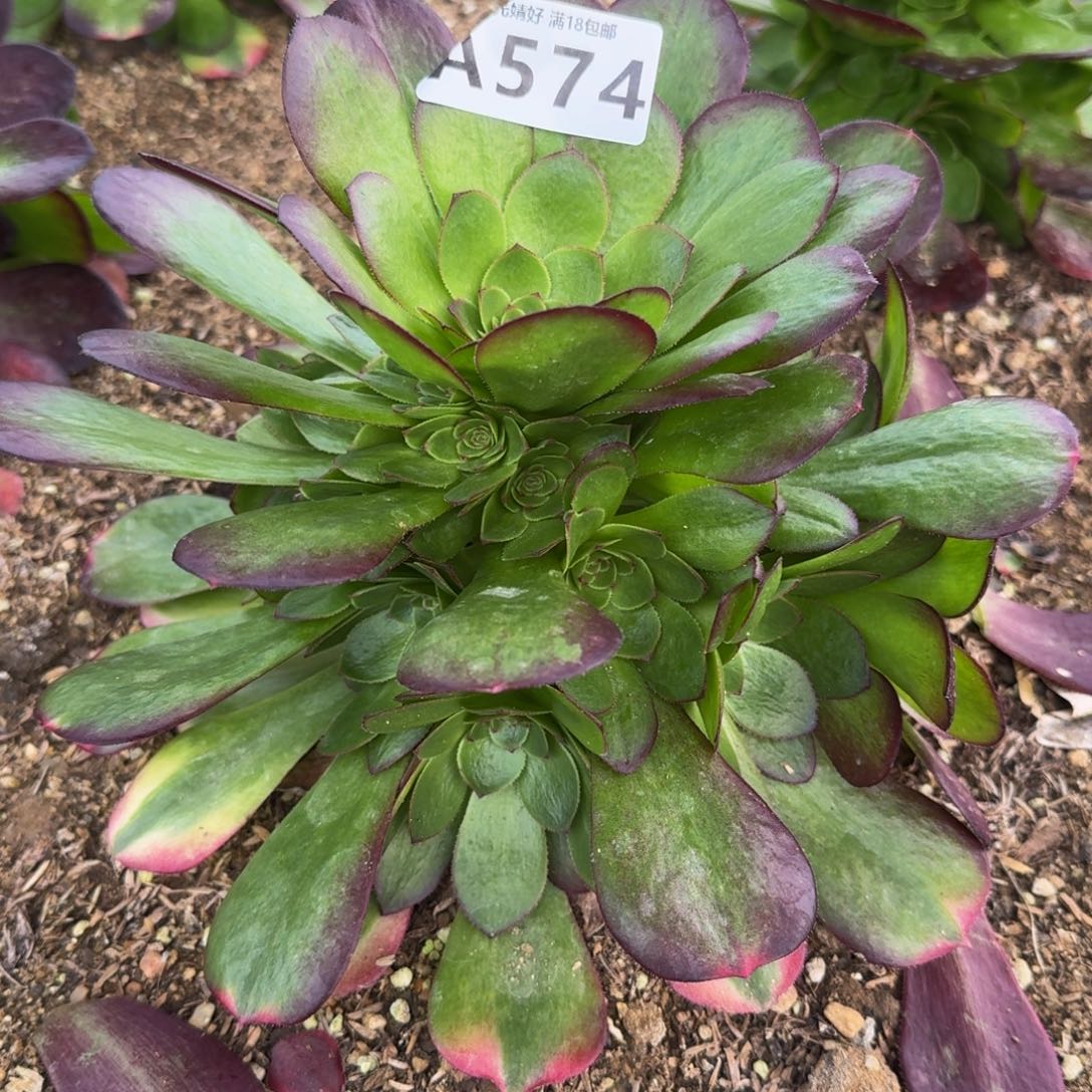 574雨荷多肉植物