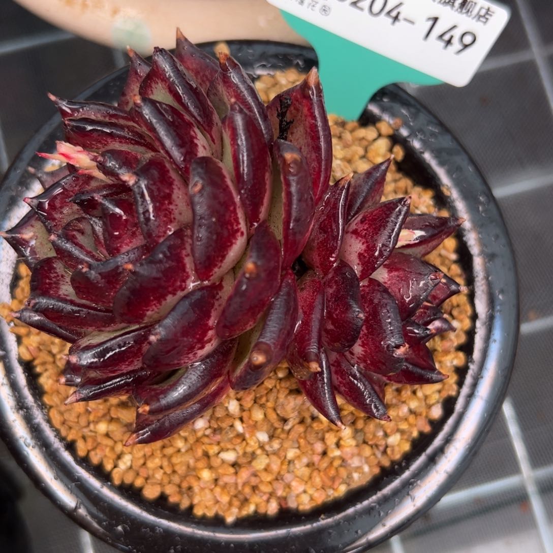 多肉一物一拍0204-149