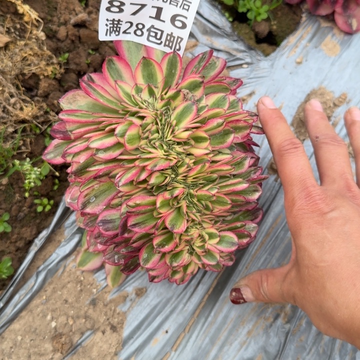 8716三号棚倾城缀D