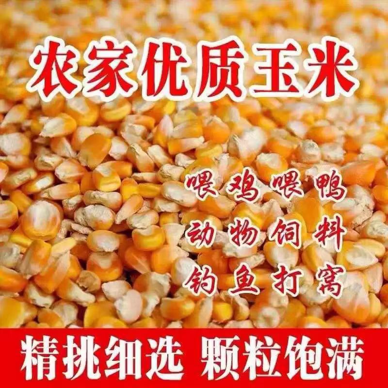 10斤新货包邮农家老式干玉米粒杂粮钓鱼打窝喂鸡鸭鹅鸽子非转基因