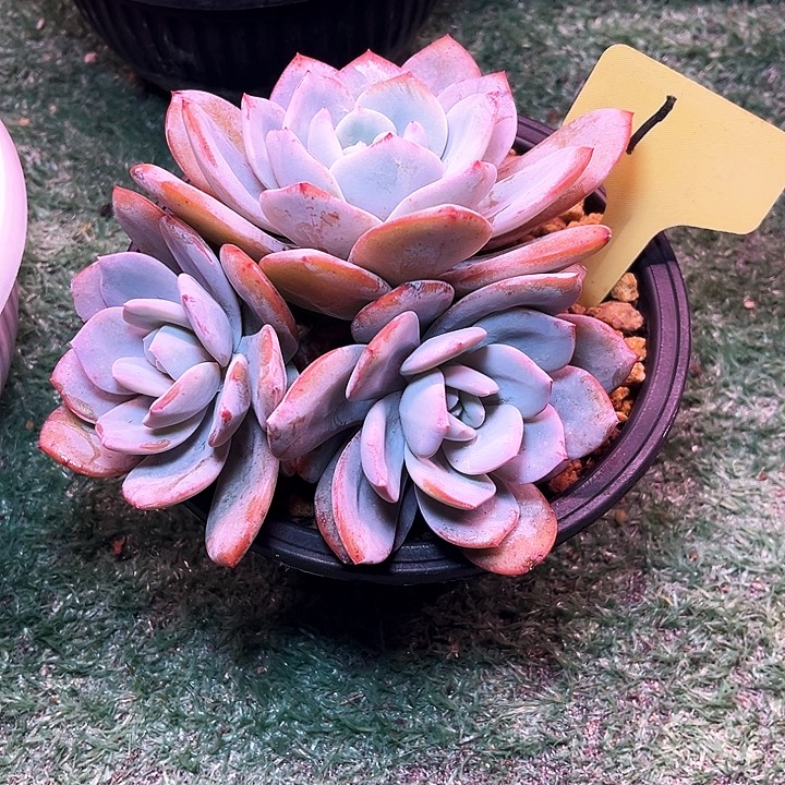 奶茶1号码牌子的话题了解一下