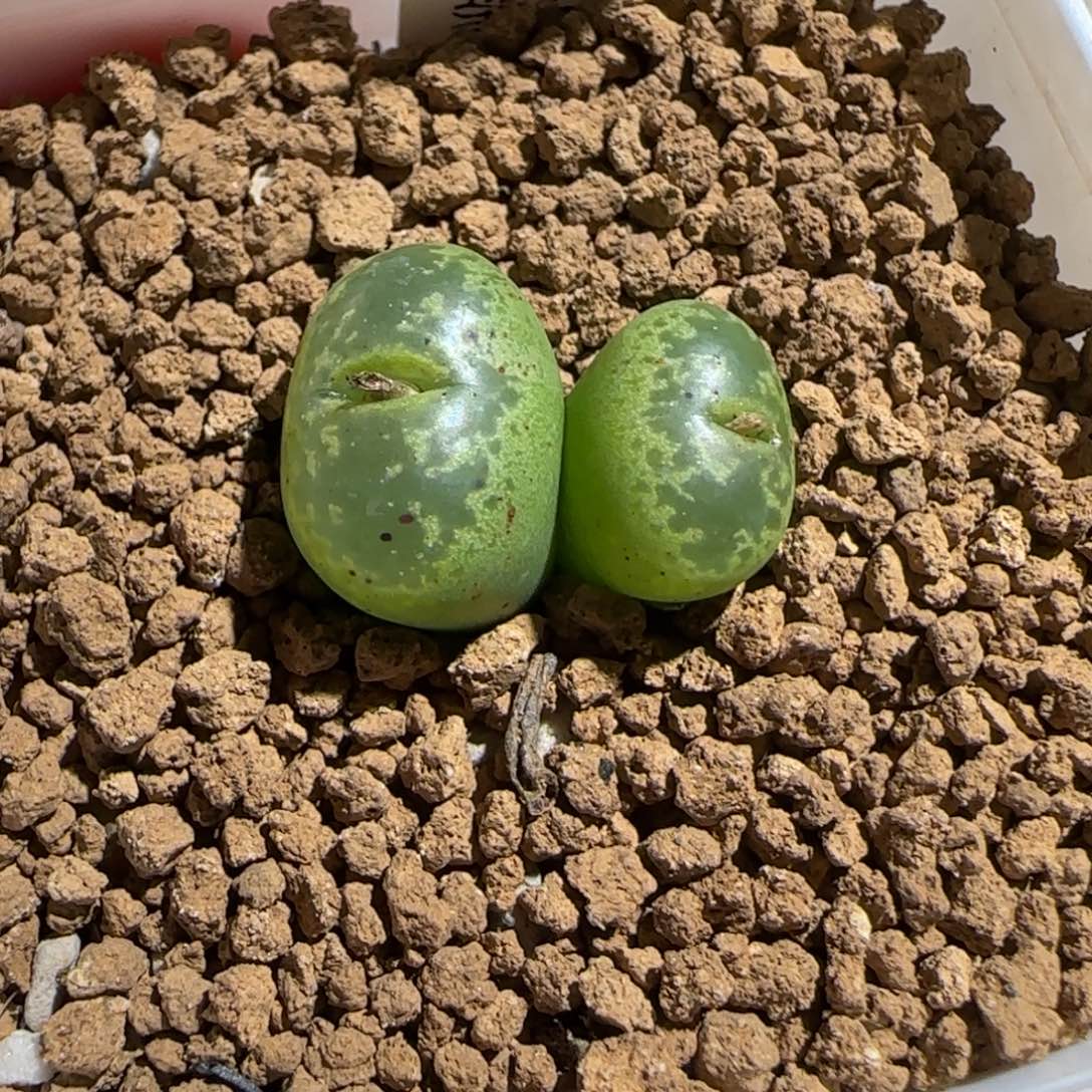 肉锥多肉植物组合-绿流苏493