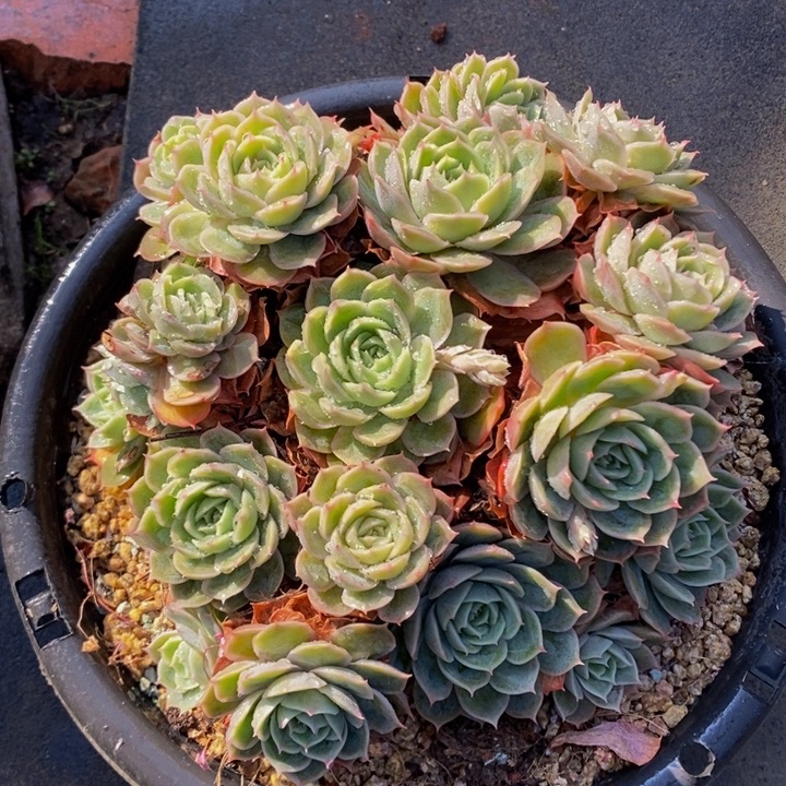 昂斯洛老桩无砍群2号