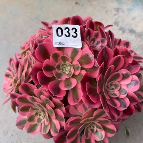 033女巫20厘米左右