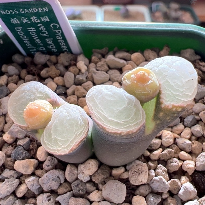 w158。优选1802。 匈牙利种源3年88折后价