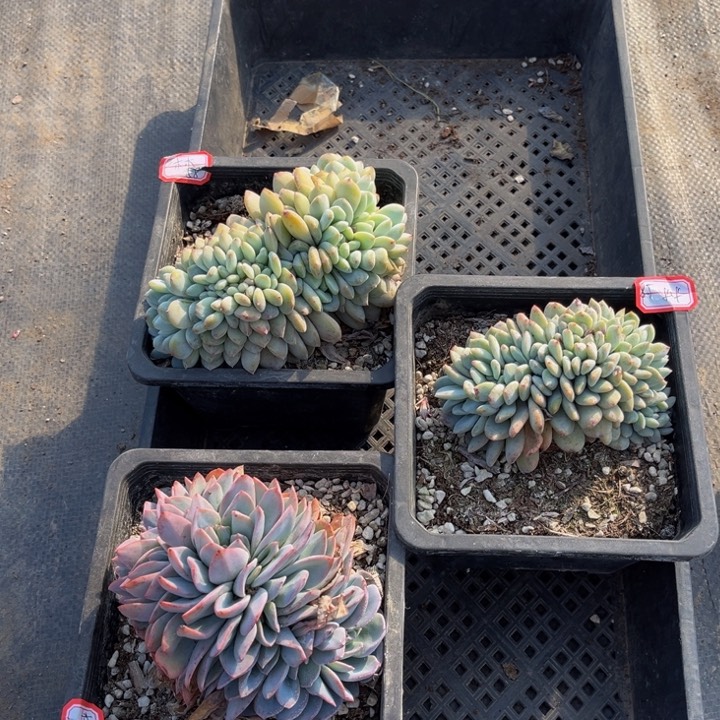 木**橙子缀两颗布鲁蓝一颗