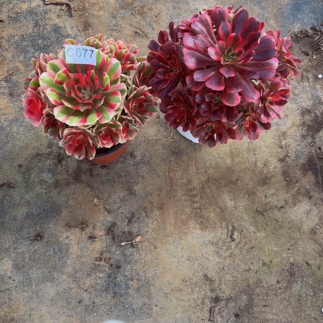 ໑****无花朵女巫美杜莎677