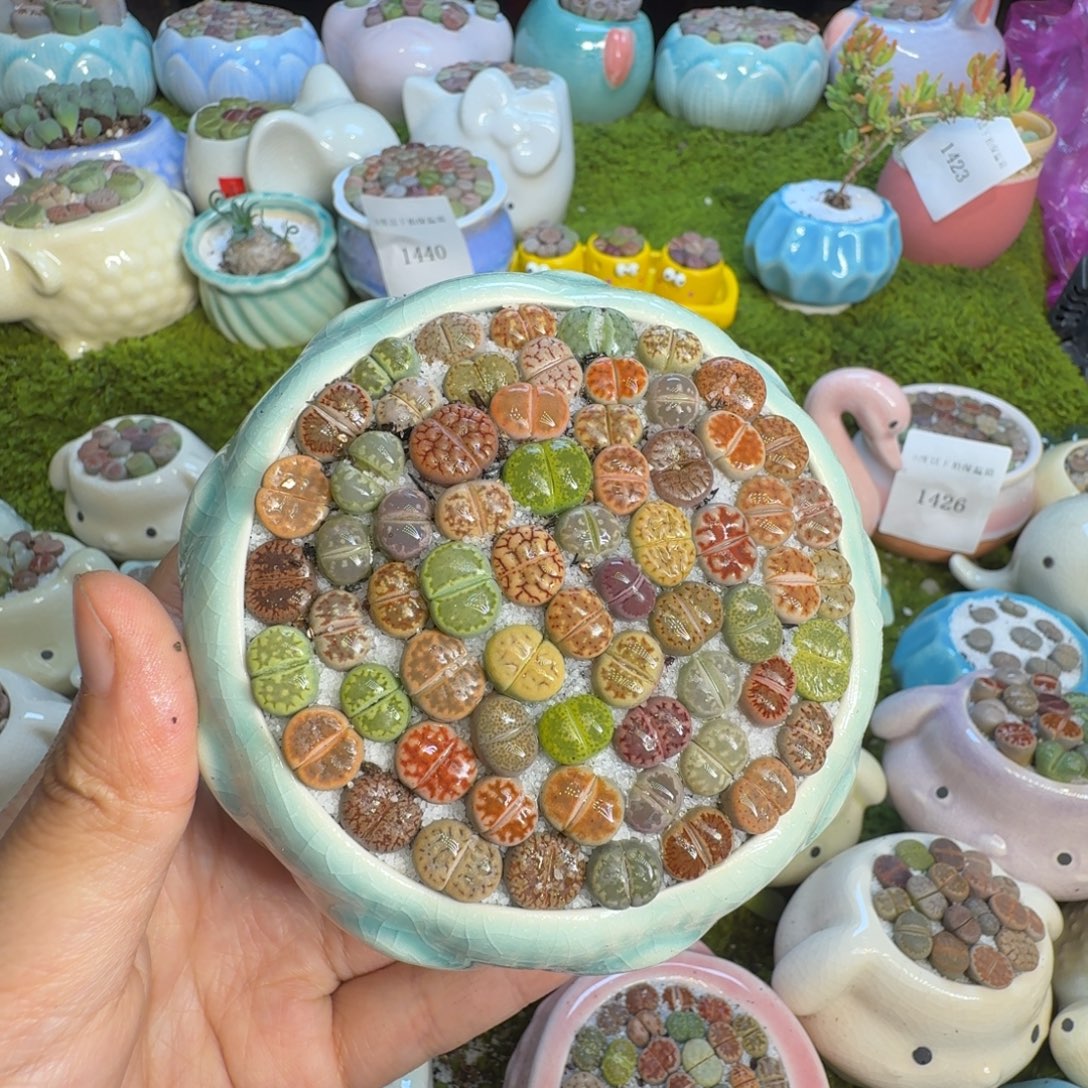 多肉植物福利冲1444