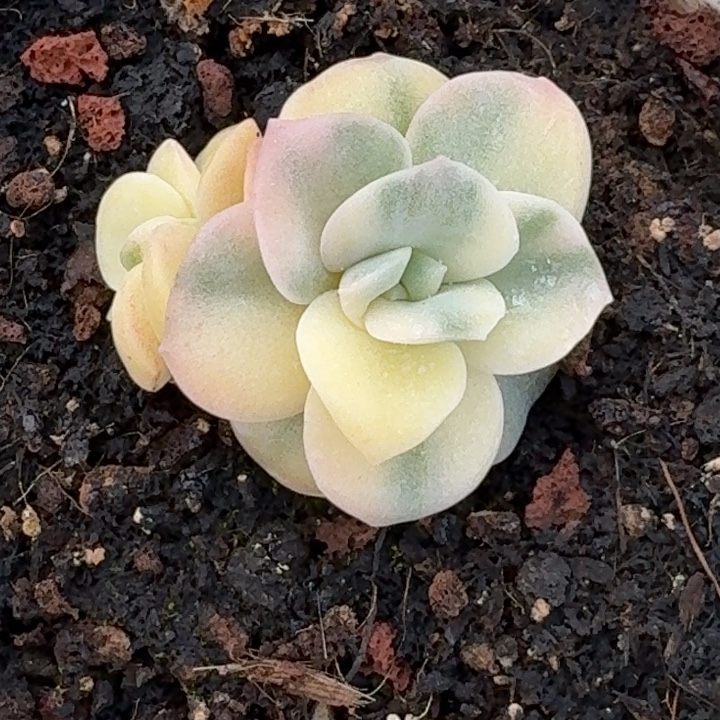 可爱玫瑰一物一拍好看