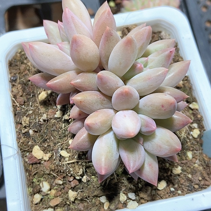 多肉植物红蜻蜓6053