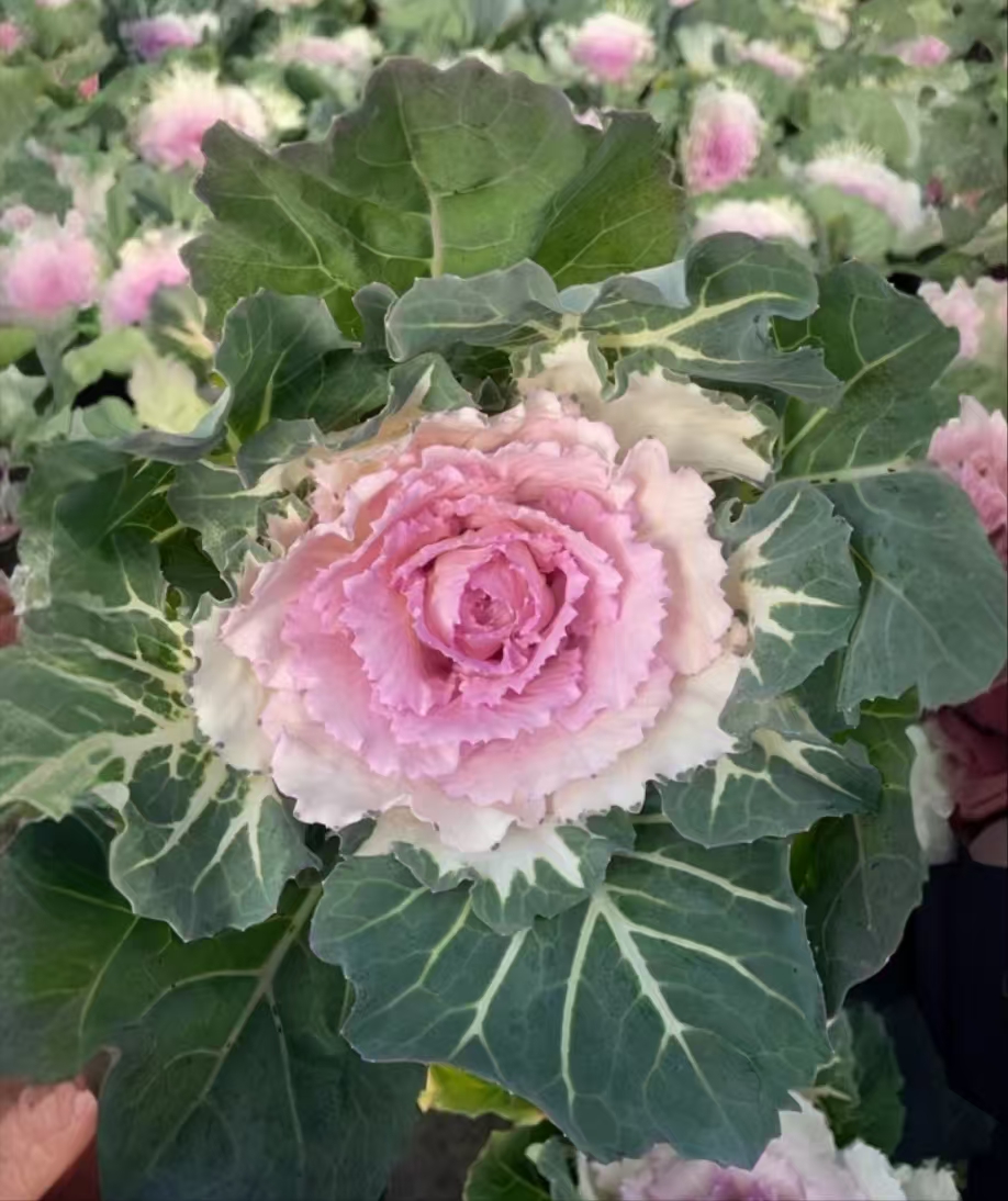 精品粉羽衣甘蓝 新手好养云南昆明发货精品多肉绿植园艺种植