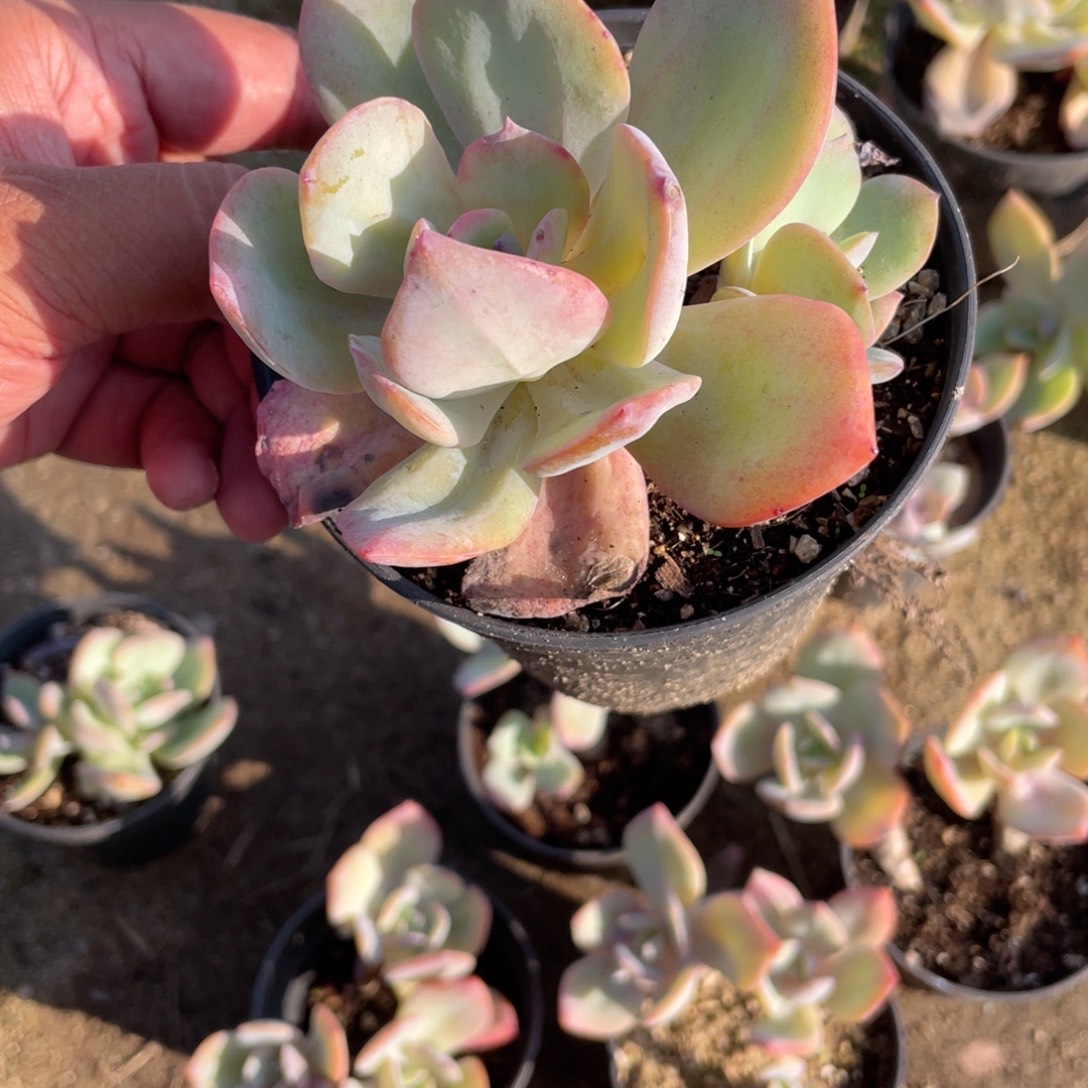 跟***！2941  白凤  六月六