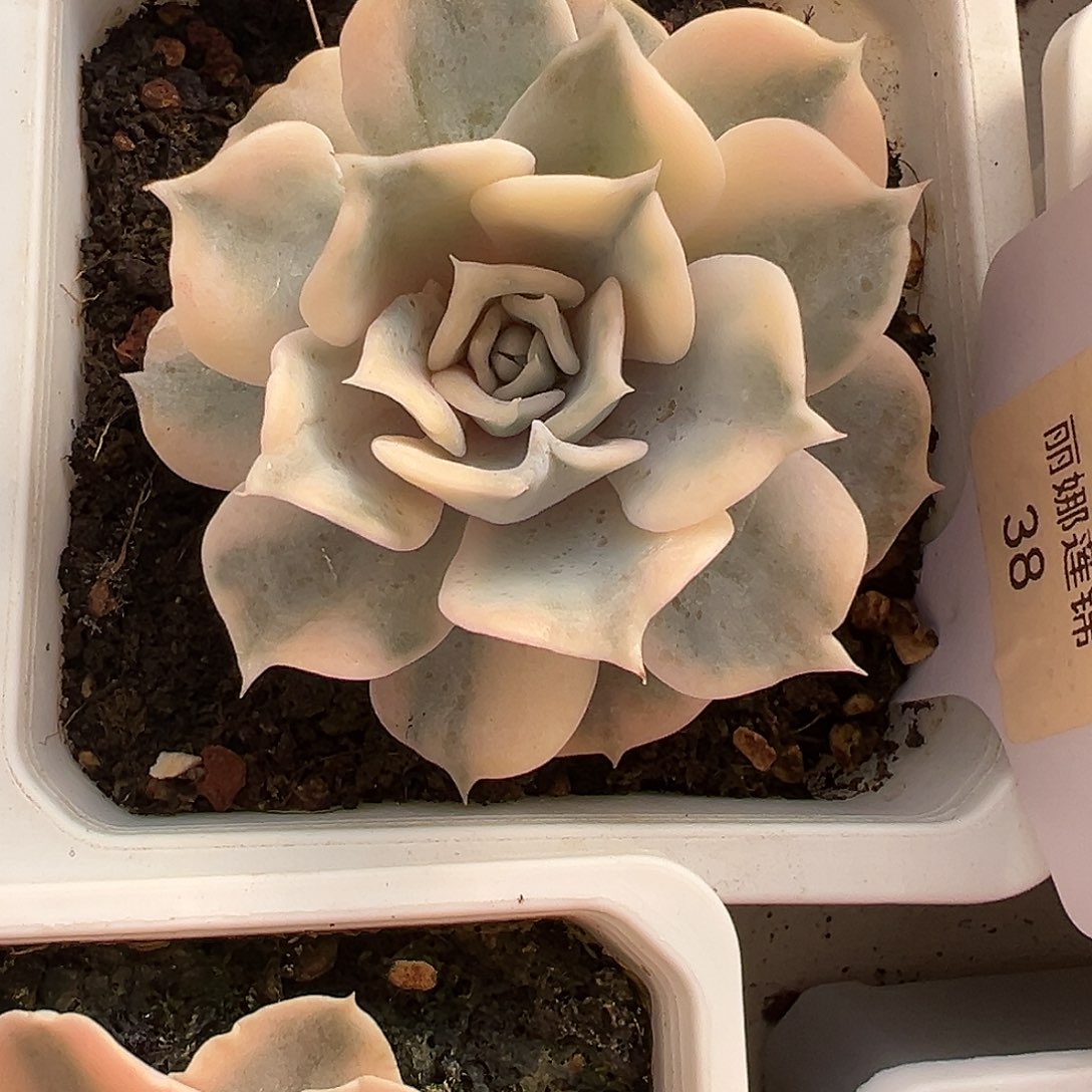 满38包邮利娜莲锦