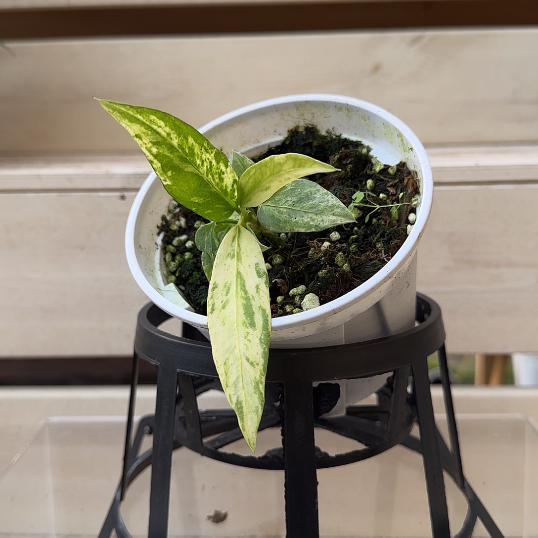 无花朵维他领带锦