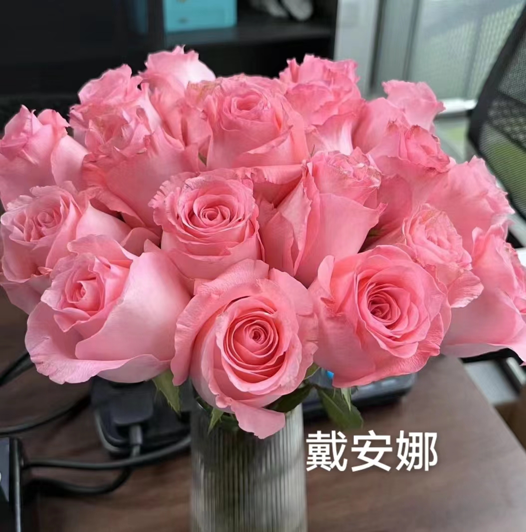 戴安娜树月浓香月季