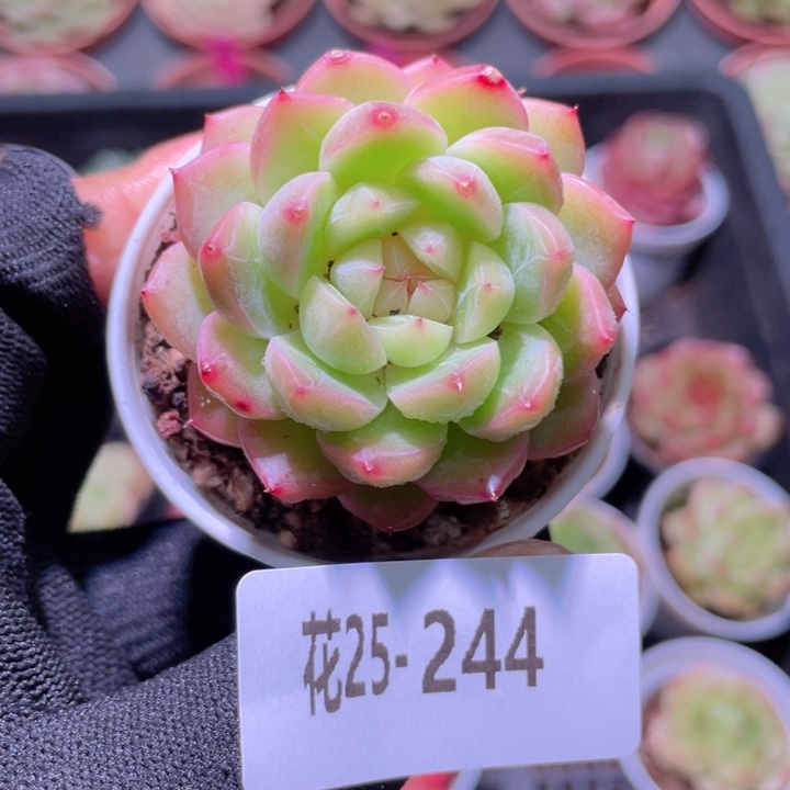 花利美25-244新品