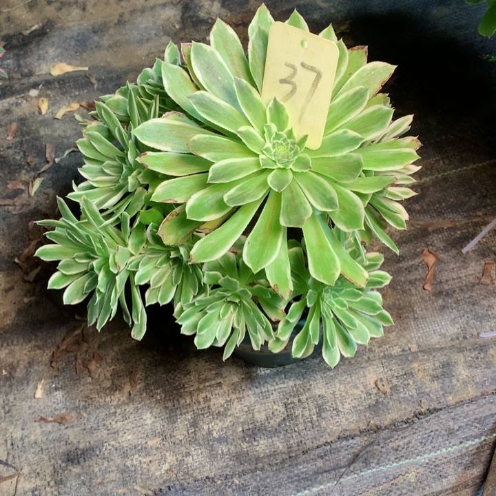 37碧浪多肉一物一拍～