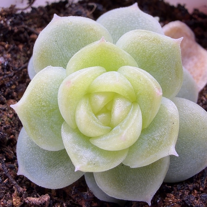 翡翠流心双头五公分盆口