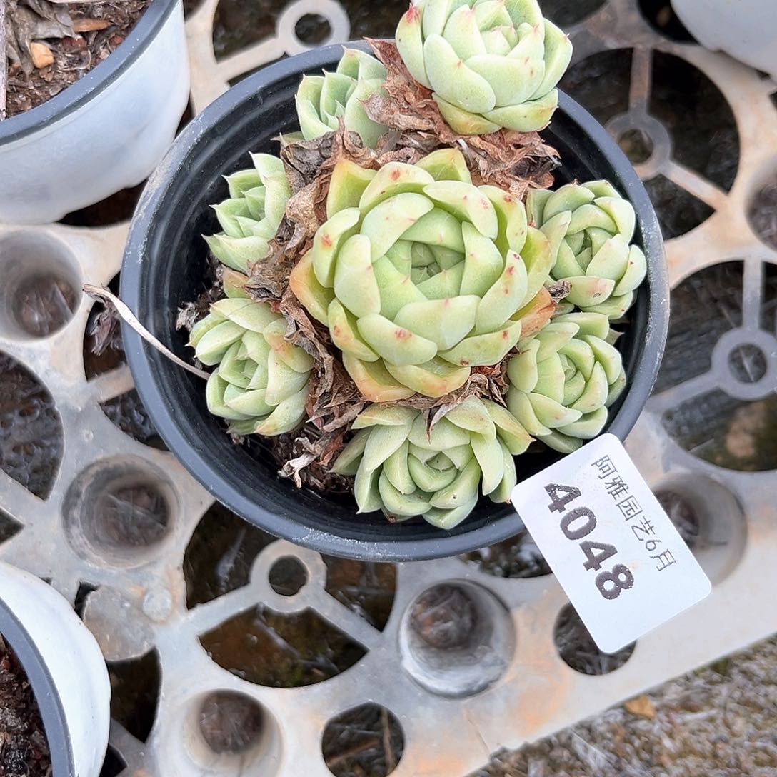 阿雅园艺。    4048