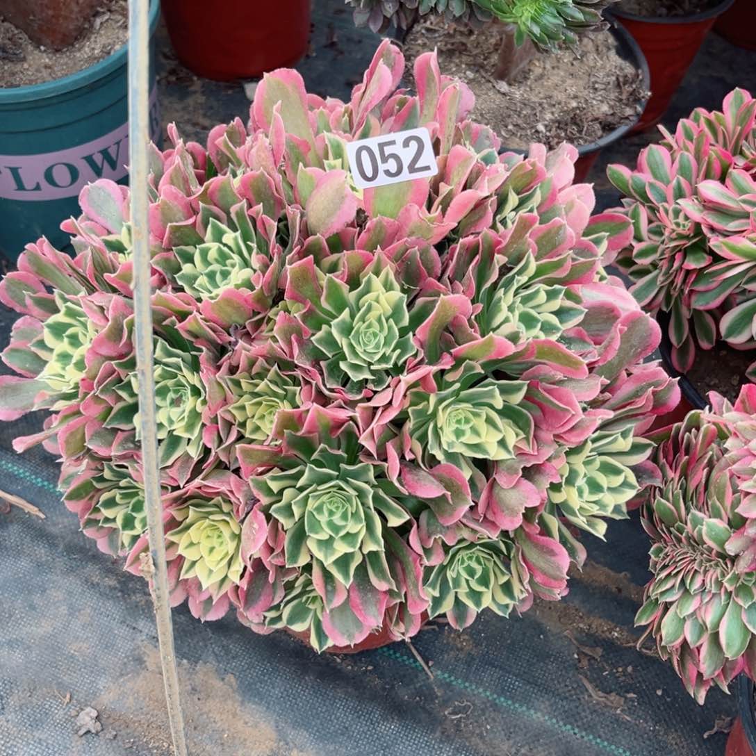 052白凤法师多肉植物