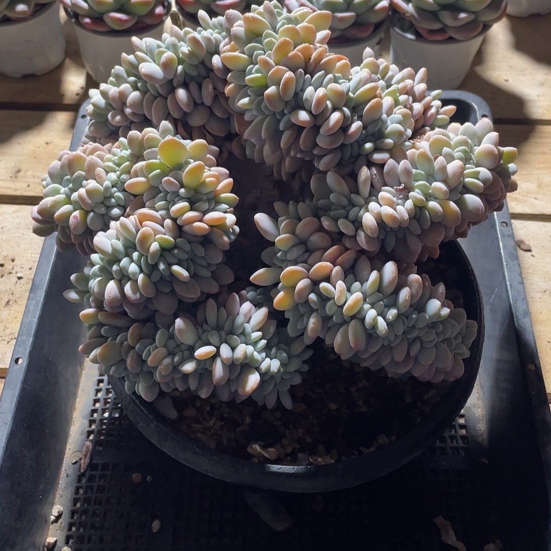 549多肉植物多肉植物