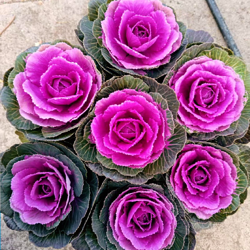 （年宵花）冬日玫瑰盆栽 欧洲进口耐寒耐冻花卉室外阳台庭院花园