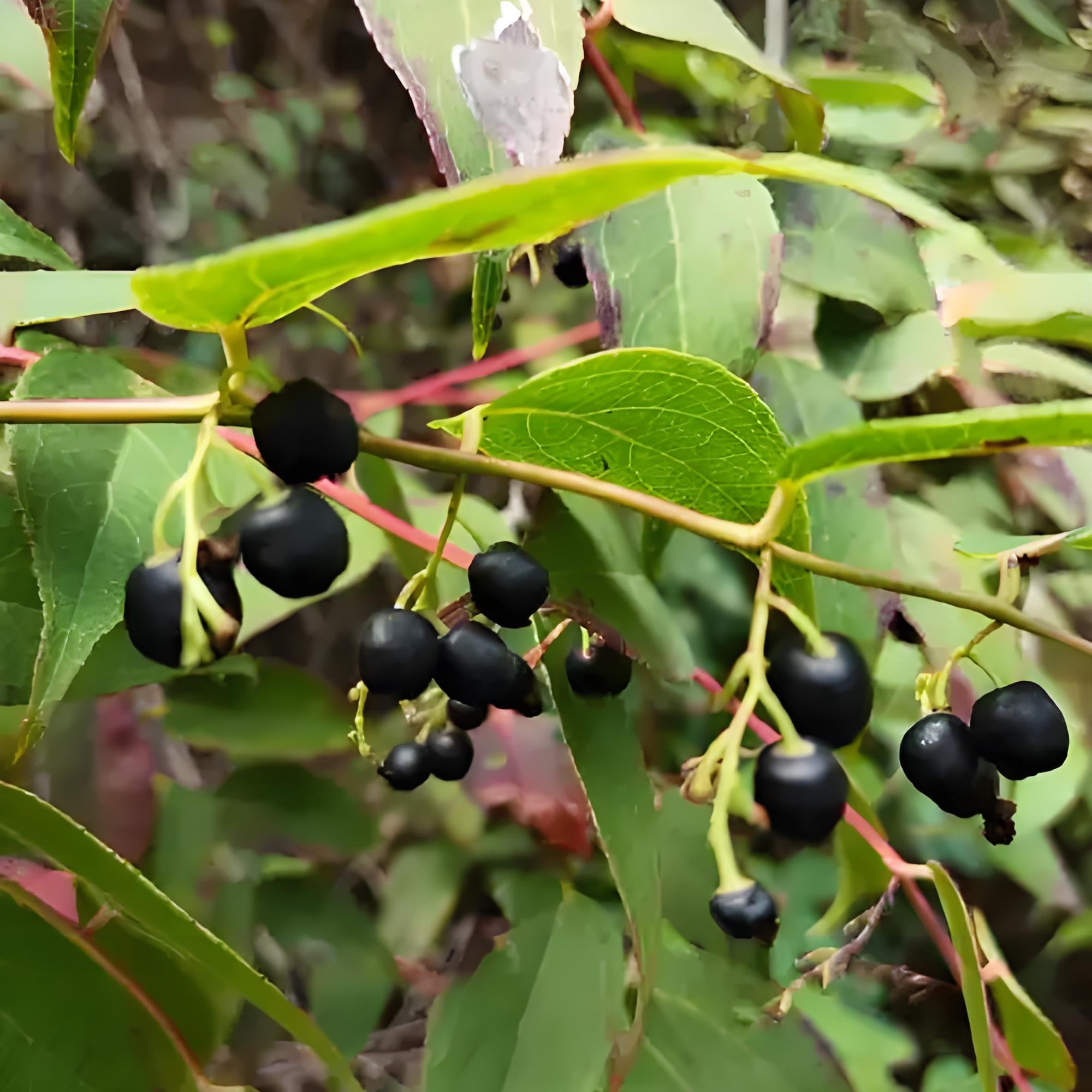 正宗野生透骨香无硫酸