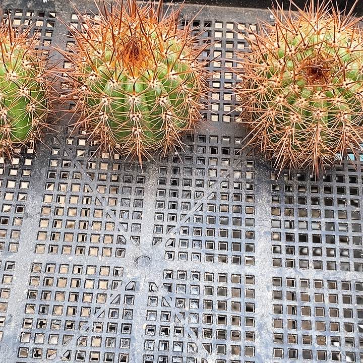 毛 美丽的黎明侧芽5公分以上