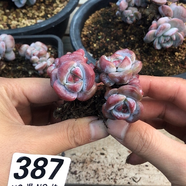 星影石榴籽福利出咯 387