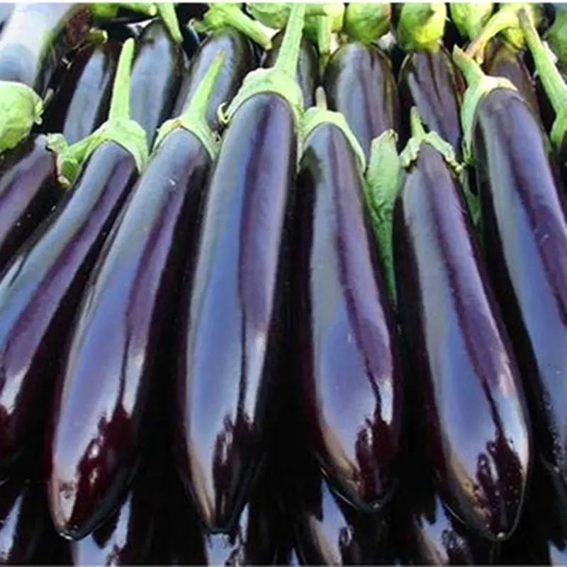 绿把长茄种子抗病种籽高产露天大棚紫黑色茄子秋冬季蔬菜种子