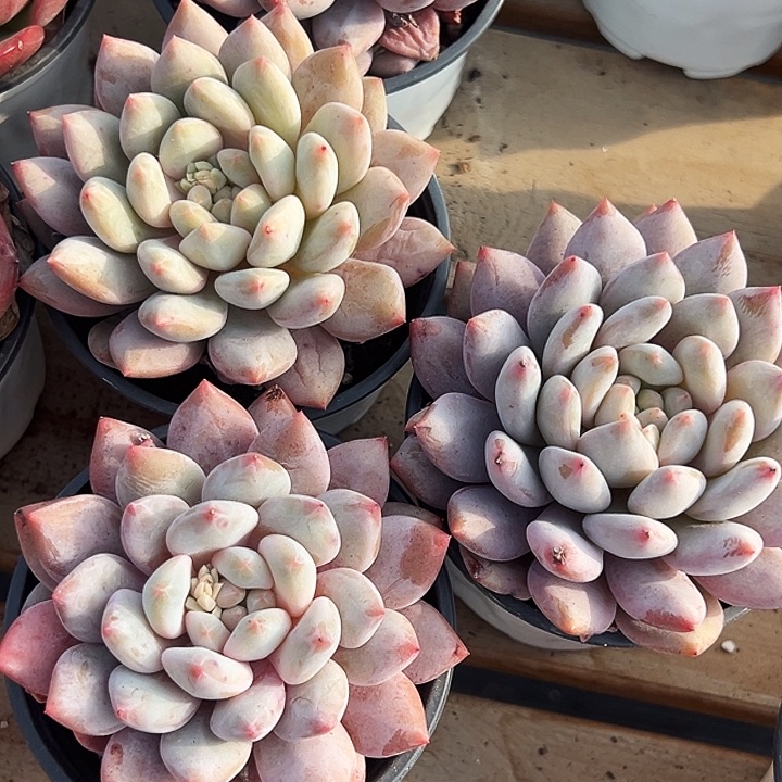 团  017   大单头  半夏