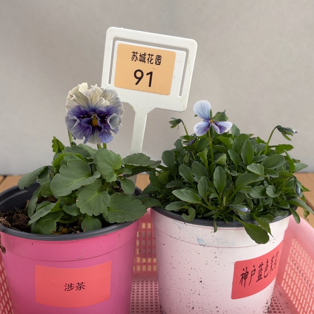 大部分开放少量花苞91