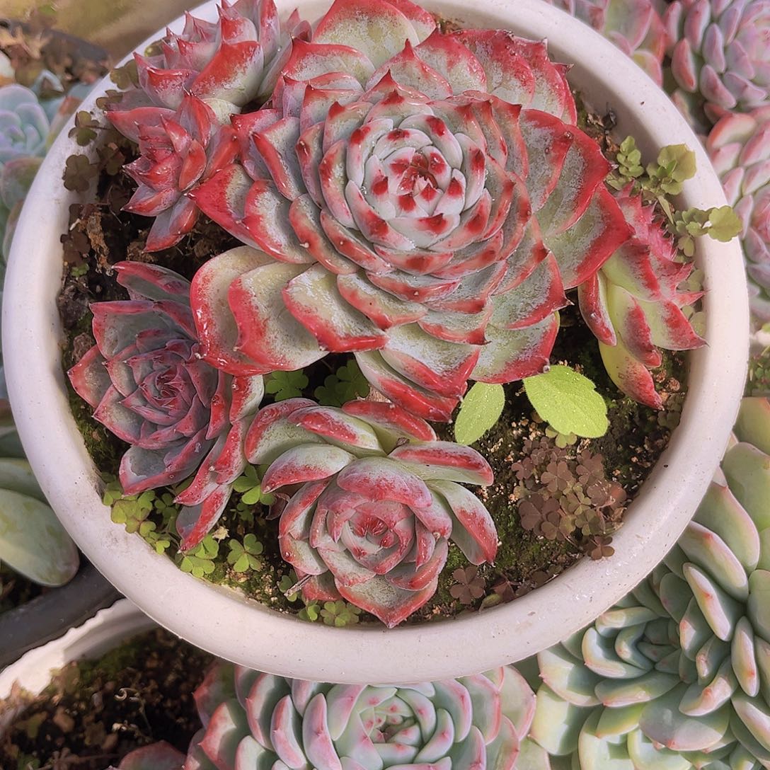 绣***阁16惊鸿娃娃8888899公分