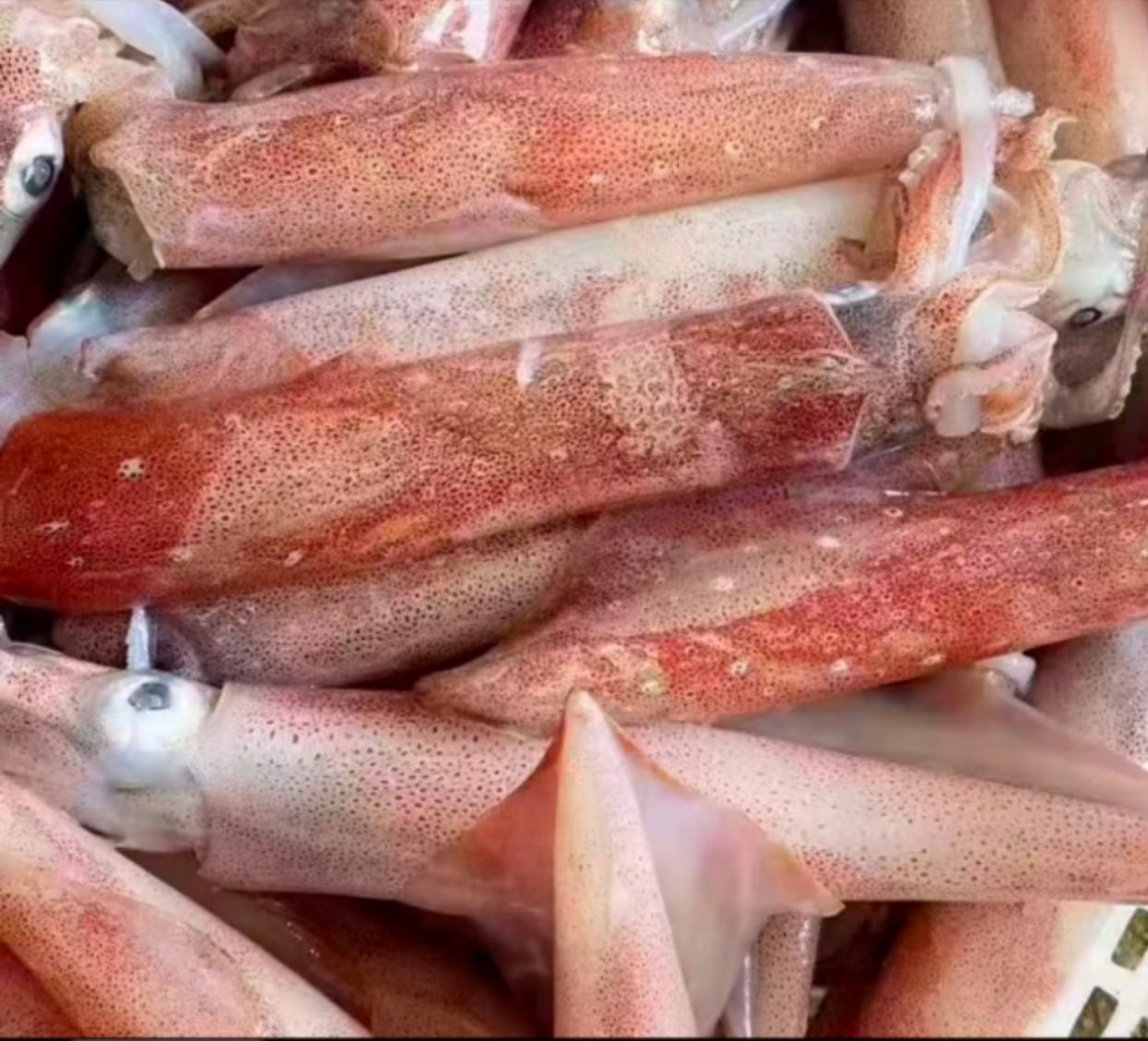 火箭红鱿新鲜活冻可生炝可刺身3斤5斤顺丰包邮