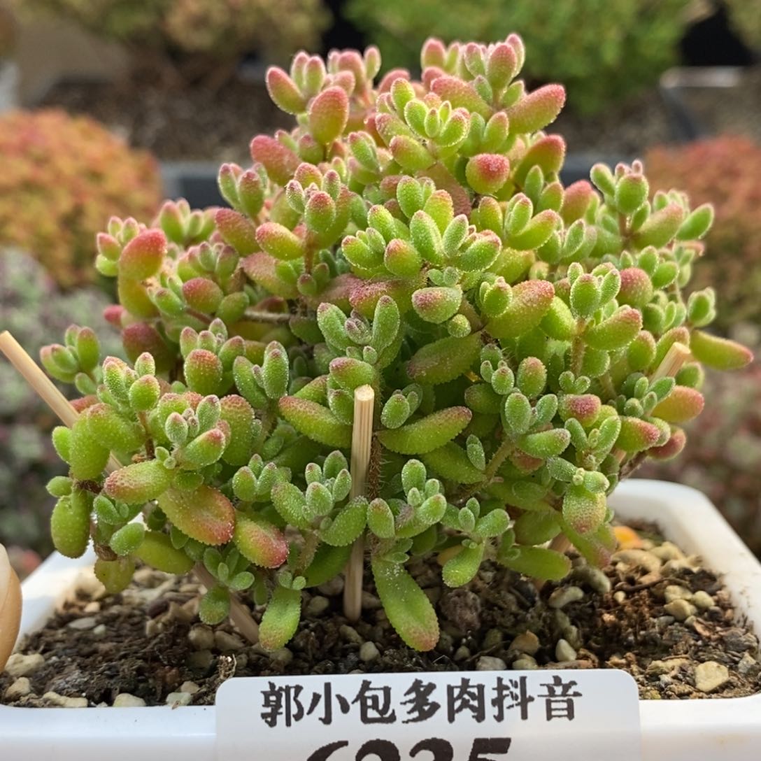 红宝石6235枝干番杏