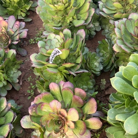 080万圣节不包断枝