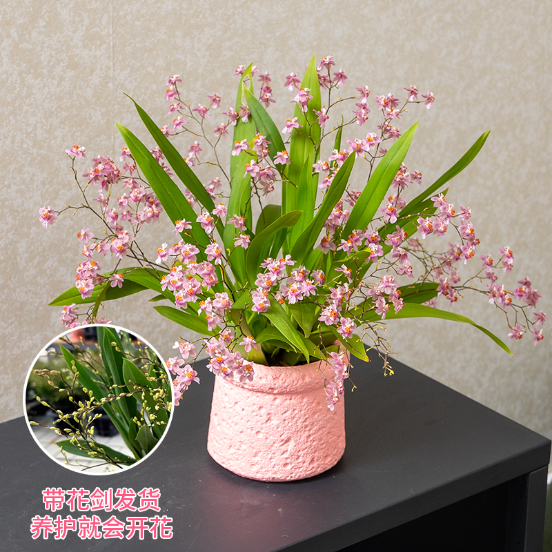 粉色黄色梦香兰文心兰带花苞名贵花卉盆栽有奶油香味室内花卉绿植